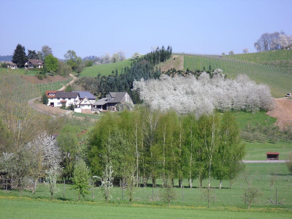 Ferienwohnung Am Weinberg Oberkirch  Exterior photo